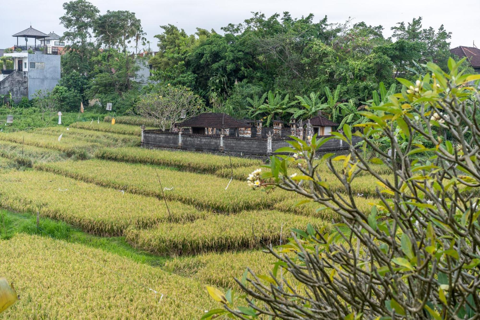 Villa Sunsara 4 - Enchanting 4Br Villa In A Great Location Canggu Екстериор снимка
